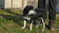 bogancs-benita211113_3