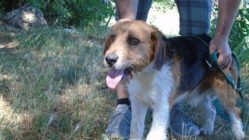 bogancs-betho210711_3