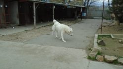 bogancs-bona211117_4