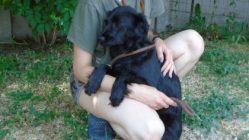 bogancs-brownie210622_2