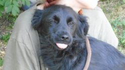 bogancs-brownie210622_3