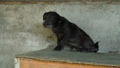 bogancs-csofi210728_3