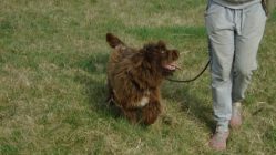 bogancs-firka210404_3