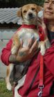 bogancs-fugedicsibi210904_4