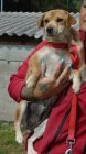 bogancs-fugedicsibi210904_5