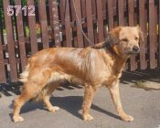 bogancs-nestle210728_4