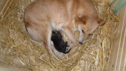 bogancs-puncs211030_2