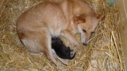 bogancs-puncs211030_3