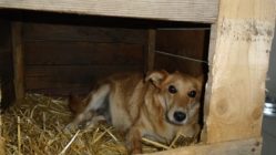 bogancs-puncs211030_5