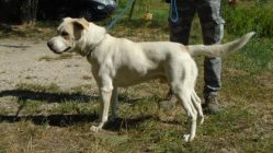 bogancs-rolf210906_4