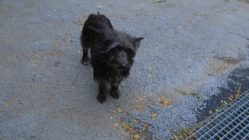 bogancs-runya211014_2