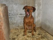 bogancs-tanni181123_3