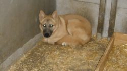 bogancs-temesvariolgi211022_3