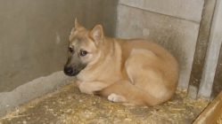 bogancs-temesvariolgi211022_4