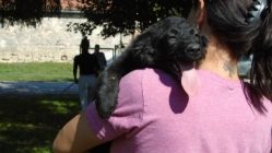 bogancs-teslakislany4211002_3