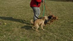bogancs-toltesutcaicsimbi210317_5