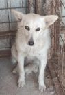 Barka (2)