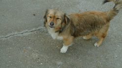 Dsc01817