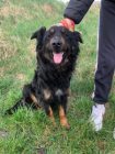 Kutya Orokbefogadas Leora Leora 300x400