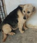 Kutya Orokbefogadas Lia Lia