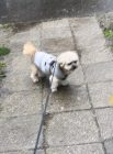 Img 3737