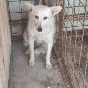 Barka (1)