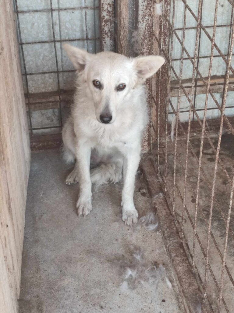 Barka (1)