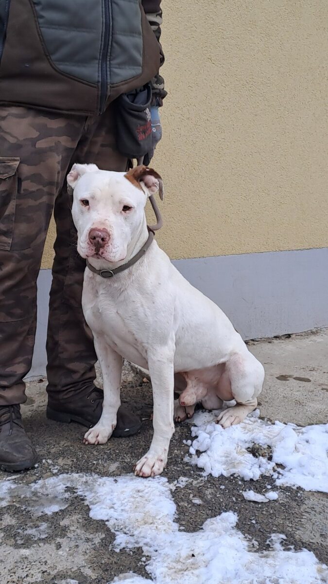 Blanco a Bogáncsnál