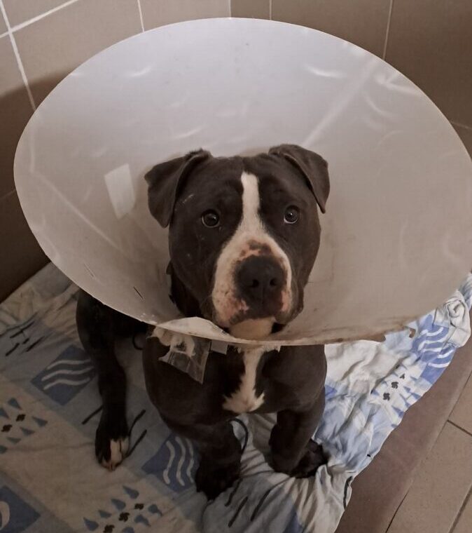 Chudo after surgery