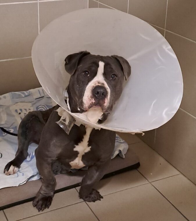 Chudo after surgery