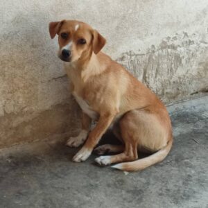 Enikó