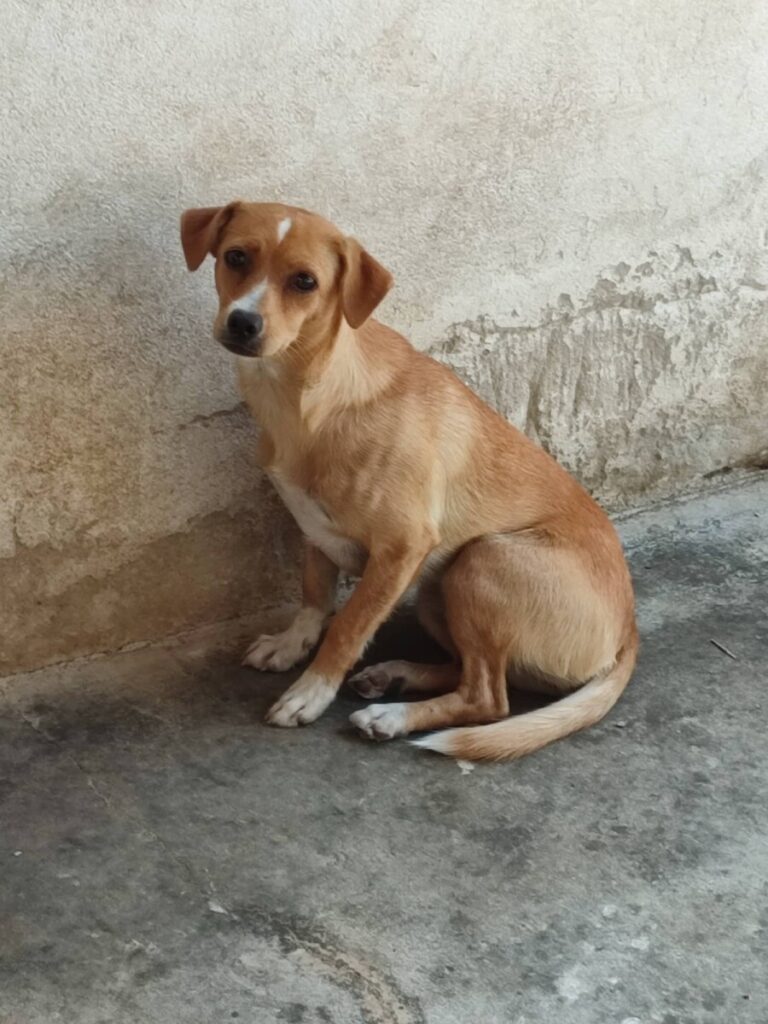 Enikó
