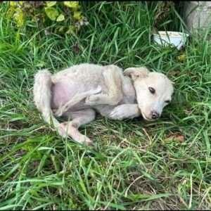 Kislepke