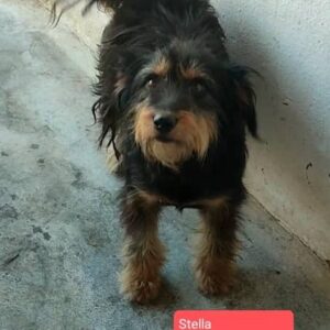 Stella