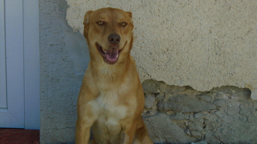 Dsc00728